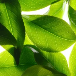 Nuxe Déodorants|Déodorant|Déodorant Fraîcheur 24h