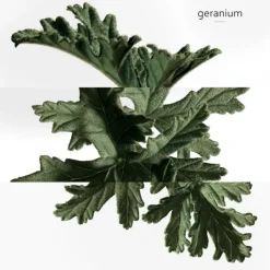 HERMES Parfums Mixtes|Parfums Rechargeables>Eau de Basilic Pourpre