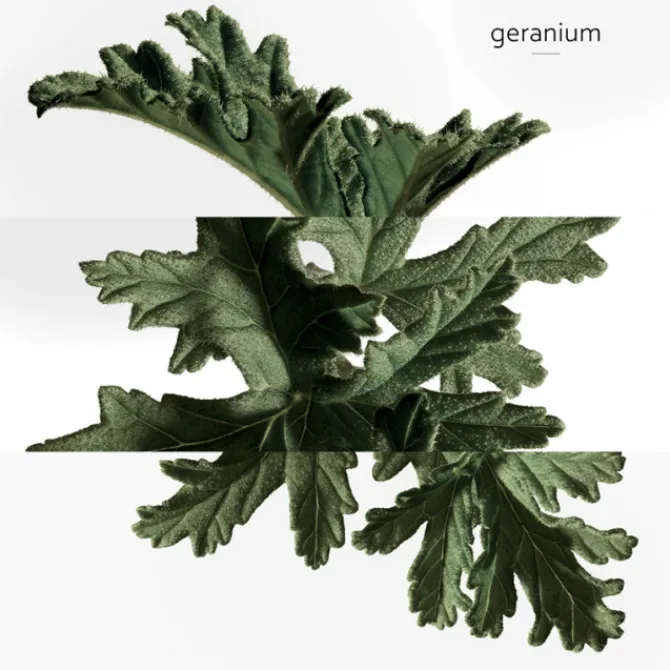 HERMES Parfums Mixtes|Parfums Rechargeables>Eau de Basilic Pourpre