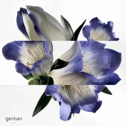 HERMES Parfums Mixtes|Eau De Cologne>Eau de Gentiane Blanche