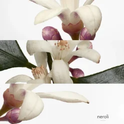 HERMES Parfums Mixtes|Eau De Cologne>Eau de Néroli Doré