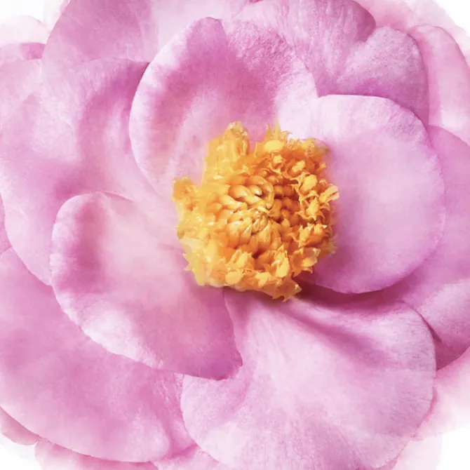 Nuxe Shampooings|Shampooing>Hair Prodigieux® Shampooing Brillance Miroir