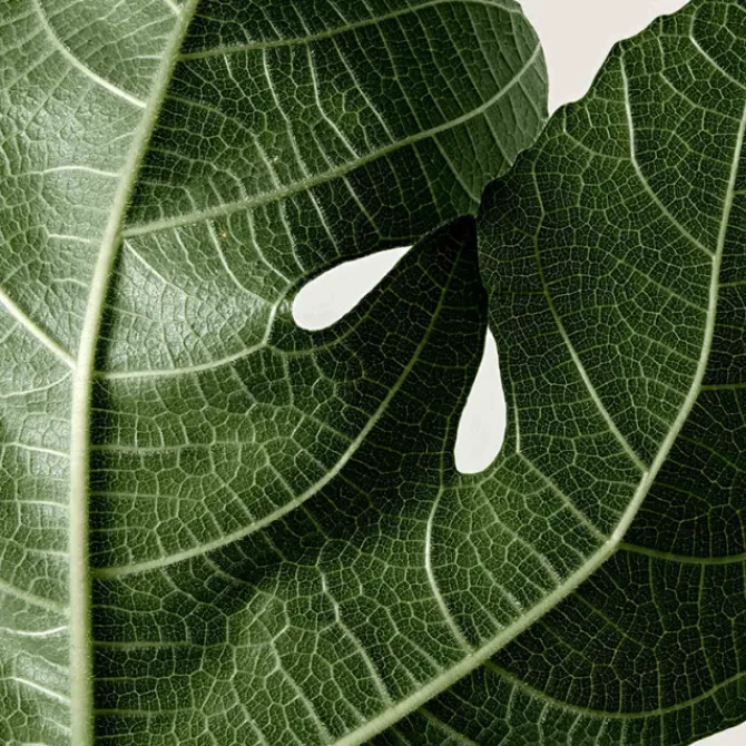 Reminiscence Parfums Mixtes>Histoire D'Orgeat