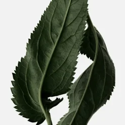 Reminiscence Parfums Mixtes|Le Patchouli