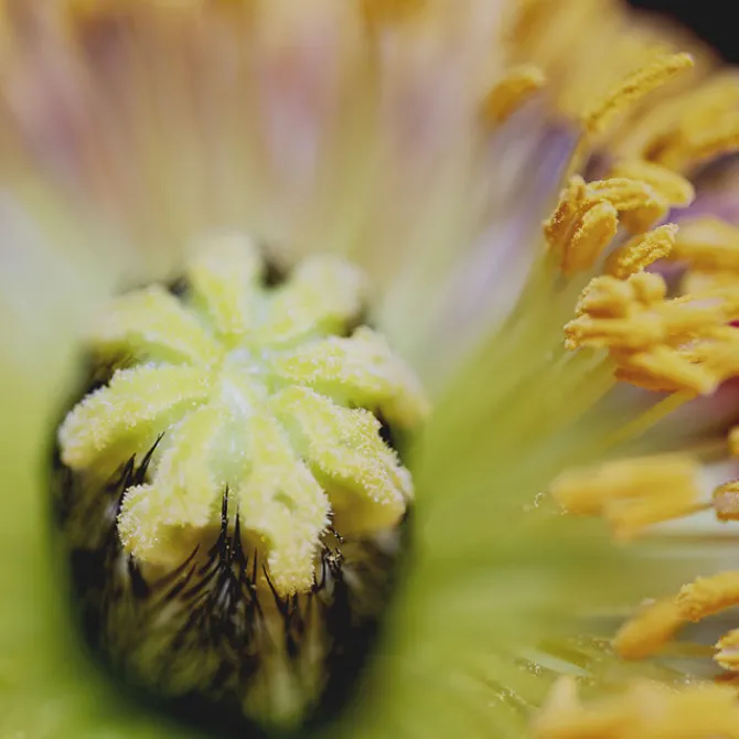 Sisley Parfums Mixtes|Eau De Toilette>L'Eau Rêvée d'Alma