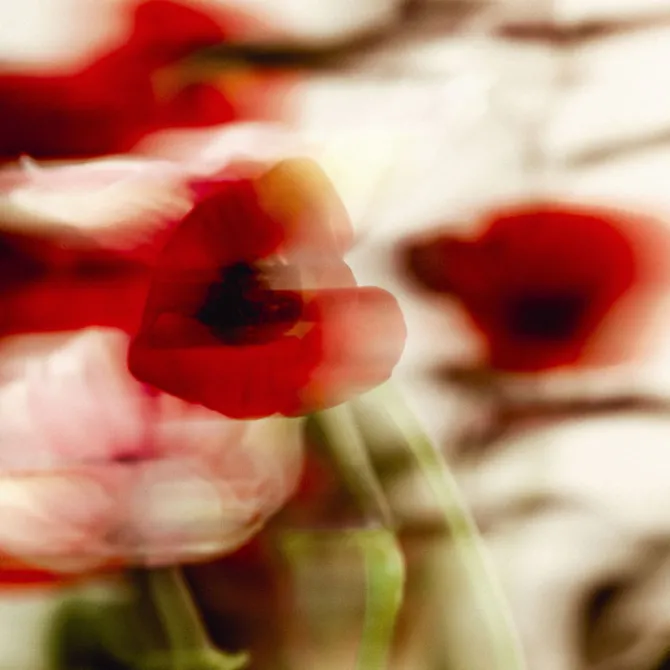 Sisley Parfums Mixtes|Eau De Toilette>L'Eau Rêvée d'Aria