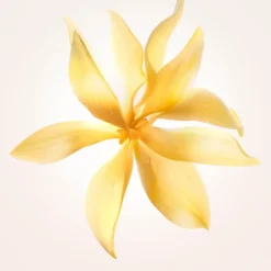 Narciso Rodriguez Eau De Parfum><noscript><img width=