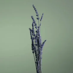 Caron Eau De Toilette><noscript><img width=