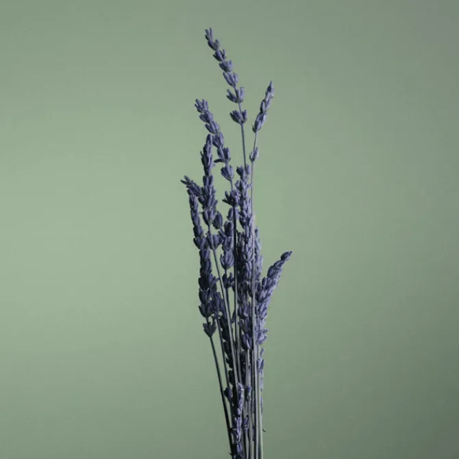 Caron Eau De Toilette>Pour un Homme de