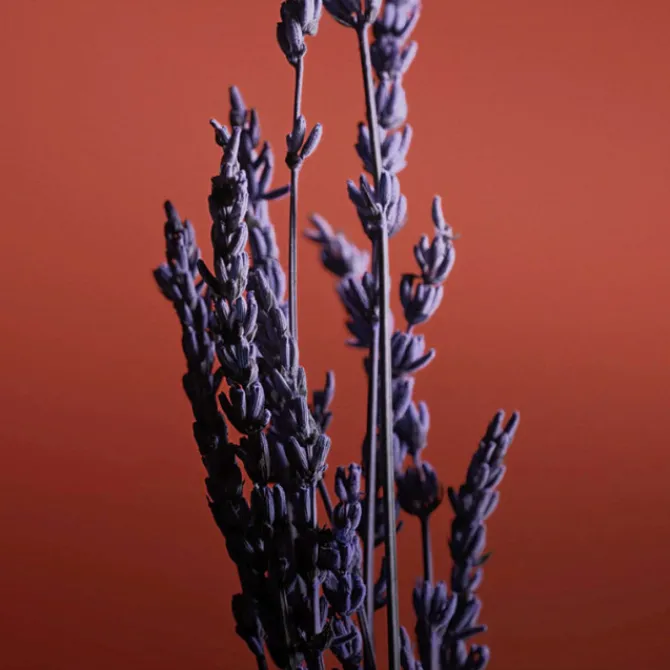 Caron Eau De Parfum>Pour un Homme de Le Soir