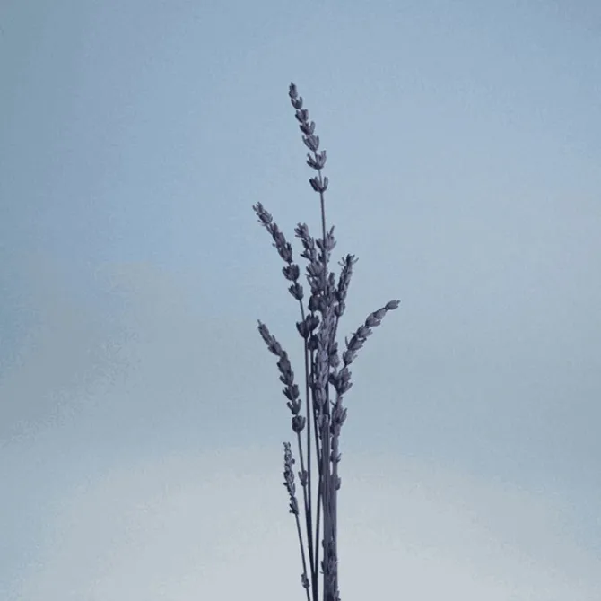 Caron Eau De Toilette>Pour un Homme de Le Matin