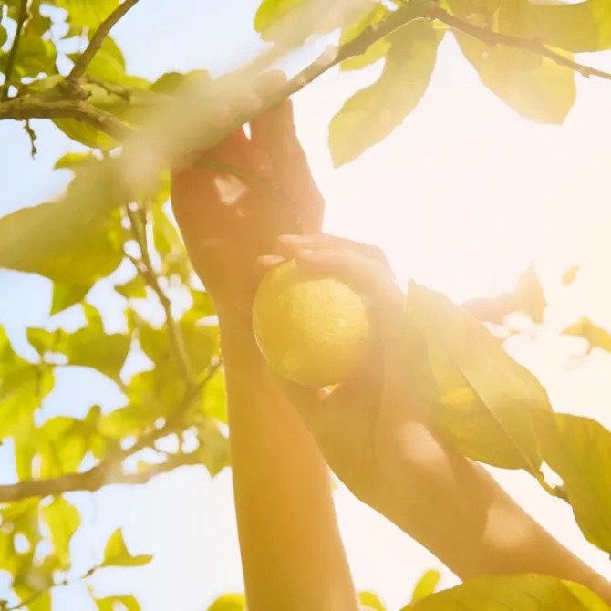 Maison Margiela Eau De Toilette|Eau De Toilette>Replica Under the Lemon Trees