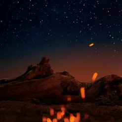 Femme Maison Margiela Eau De Toilette|Replica Under The Stars