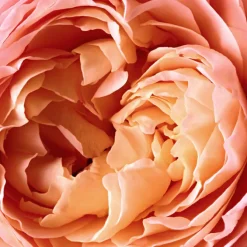 Reminiscence Parfums Mixtes><noscript><img width=