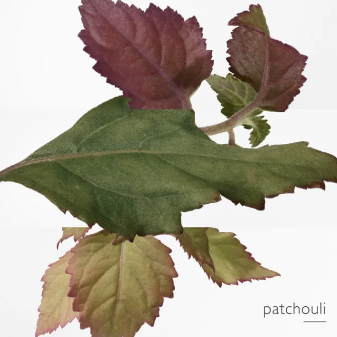 HERMES Eau De Parfum>Twilly d'Hermès Eau Poivrée