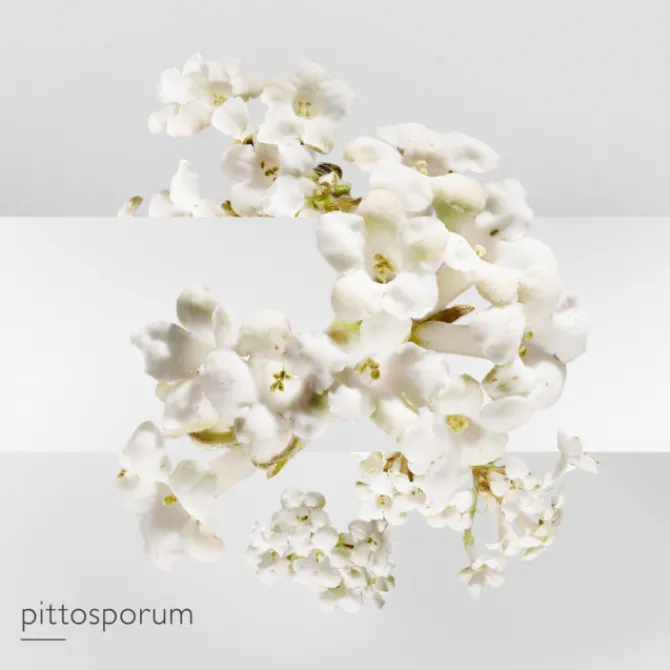 HERMES Parfums Mixtes|Eau De Toilette>Un Jardin sur la Lagune